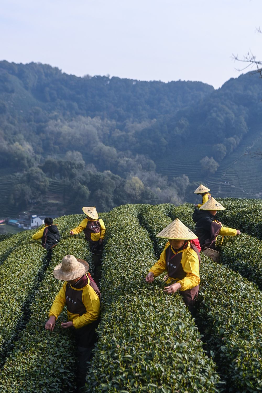 普洱茶上市？澜沧古茶通过港股聆讯(图1)