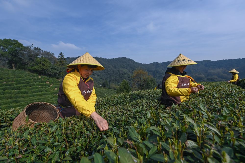 新茶上市杭州市中jbo竞博心有一家茶叶市场火了(图1)