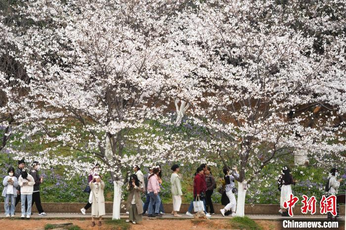 眾多遊人入園賞櫻。　楊華峰 攝