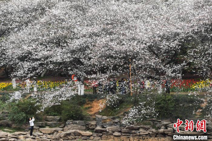 游人拍摄樱花树。　杨华峰 摄