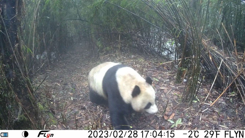 2023年2月28日下午，红外相机拍摄到野生大熊猫外出活动。大熊猫国家公园眉山管理分局供图