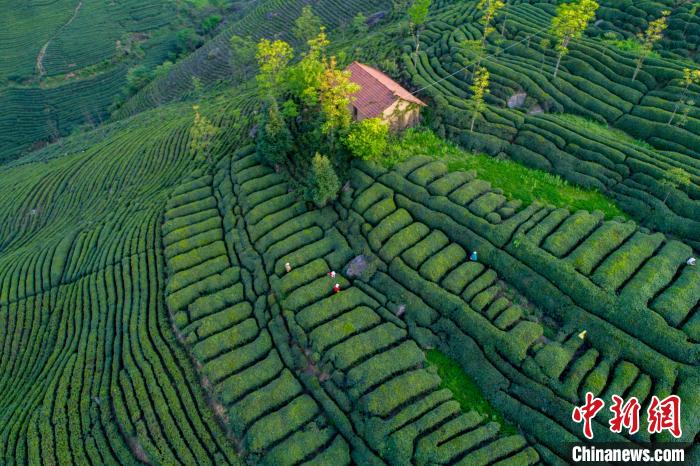 图为在勉县阜川镇茶园一景。　李迪 摄