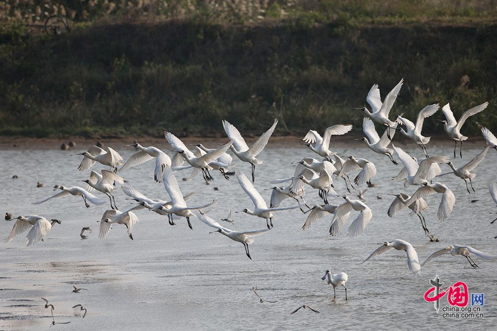 从飞来的水鸟看闽江流域生态保护修复答卷