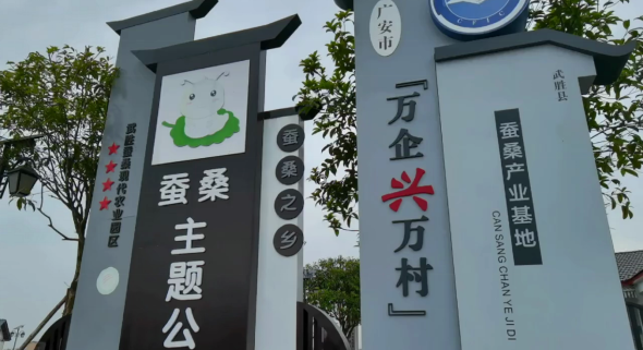 广安武胜县蚕桑产业铺就乡村振兴新丝路