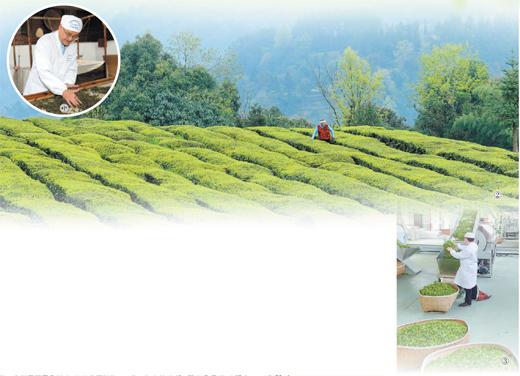 一片绿叶成就一个产业 湖北恩施83万名茶农因茶致富