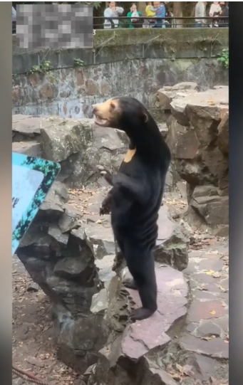 站立挥手的“黑熊”是人扮的？杭州动物园回应