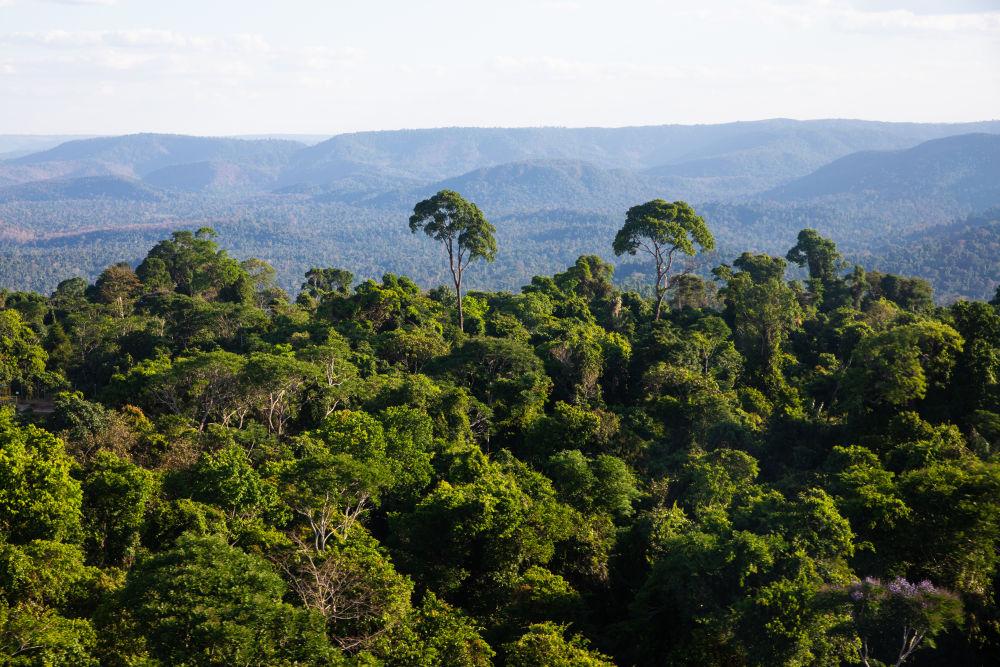 中巴地球资源卫星助力亚马孙雨林保护