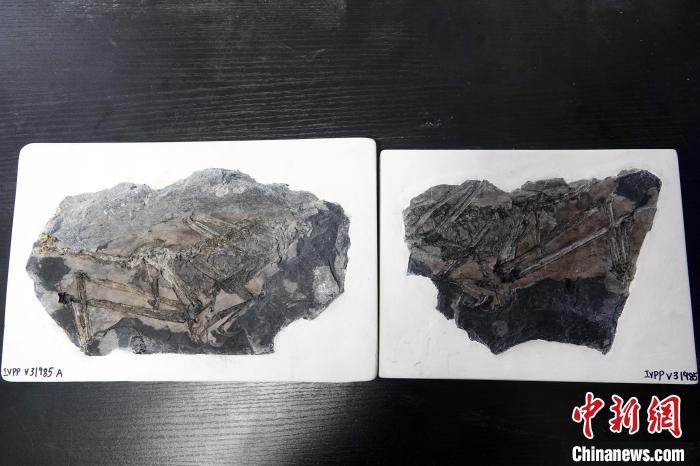 中国新发现约1.5亿年前鸟翼类恐龙“奇异福建龙”