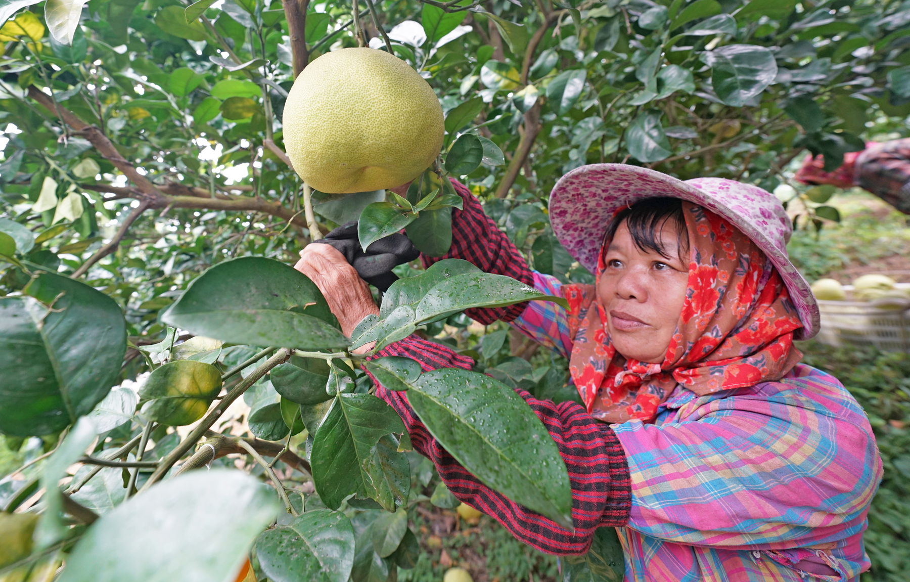 福建泉港百亩文旦柚丰收