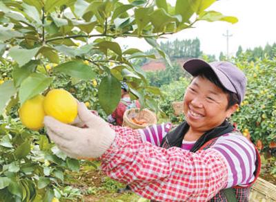 重庆潼南区:发展柠檬产业鼓起了果农“钱袋子“