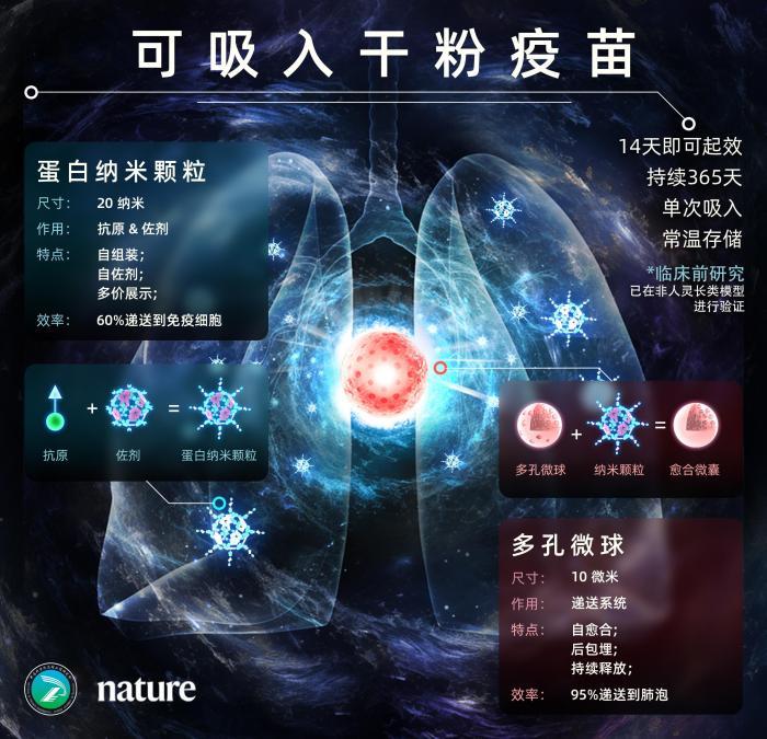 中国科学家成功开发出新型干粉吸入式疫苗研制平台技术