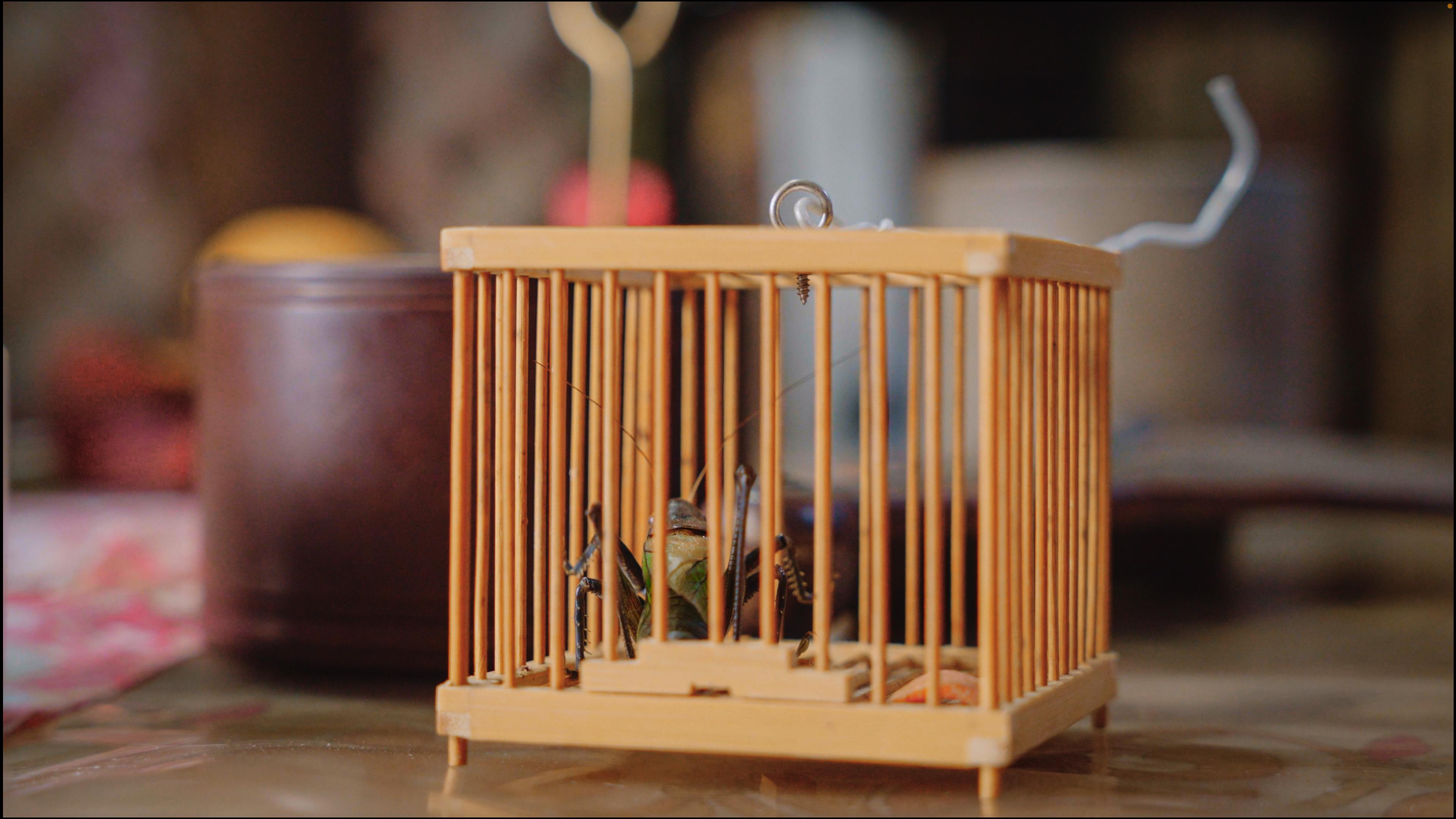 蛐蛐2.jpg 蛐蛐2.jpg