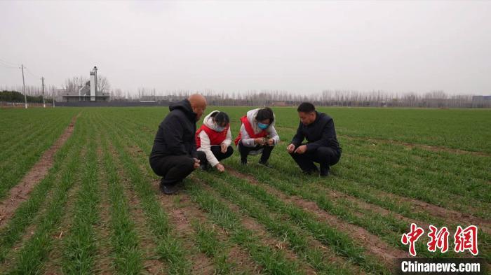 山東農技專家深入田間“把脈” 確保農業生産穩定