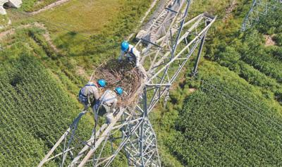 我國多地在輸電鐵塔上安裝大量人工鳥巢，開展生物多樣性監測