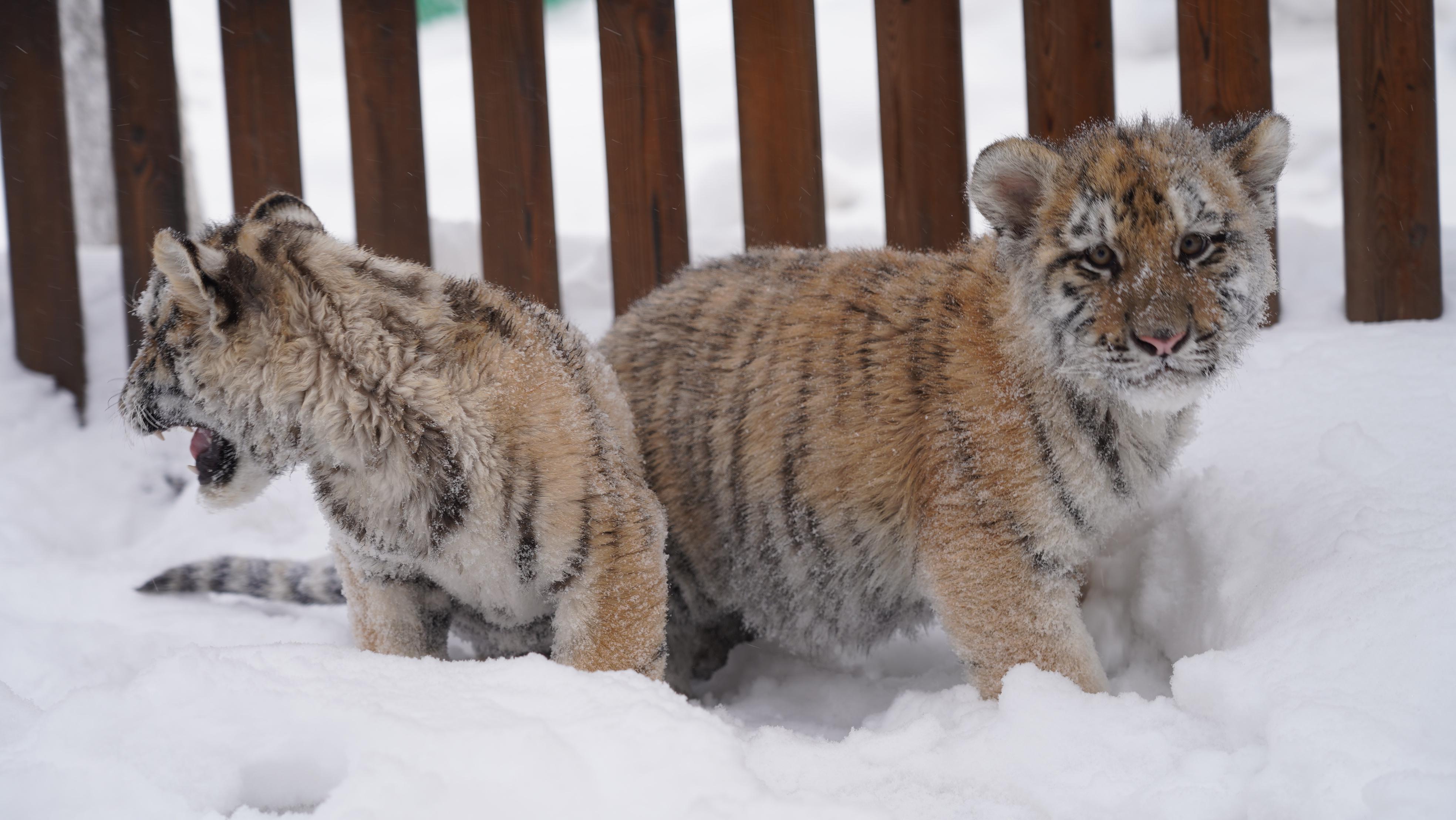 冰天雪地也是金山银山东北虎娃嬉雪萌翻啦
