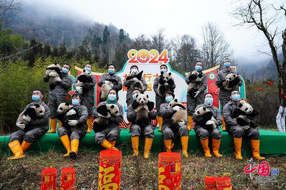 最萌“天团”大拜年 大熊猫国家保护研究中心熊猫宝宝“龙”重登场贺新春
