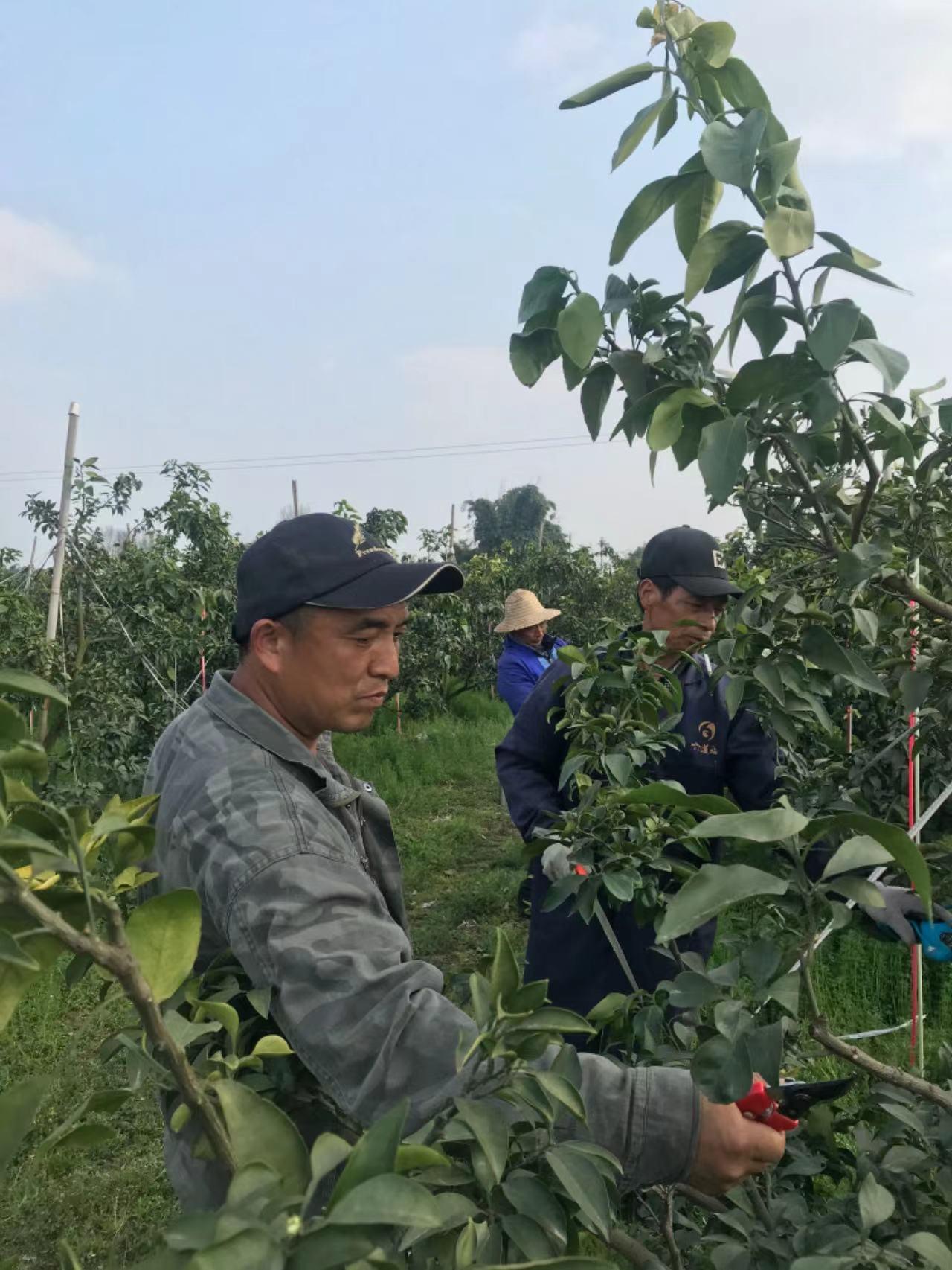 人勤春来早果树修剪忙记果农罗亚忠和他的罗师专业嫁接修剪队