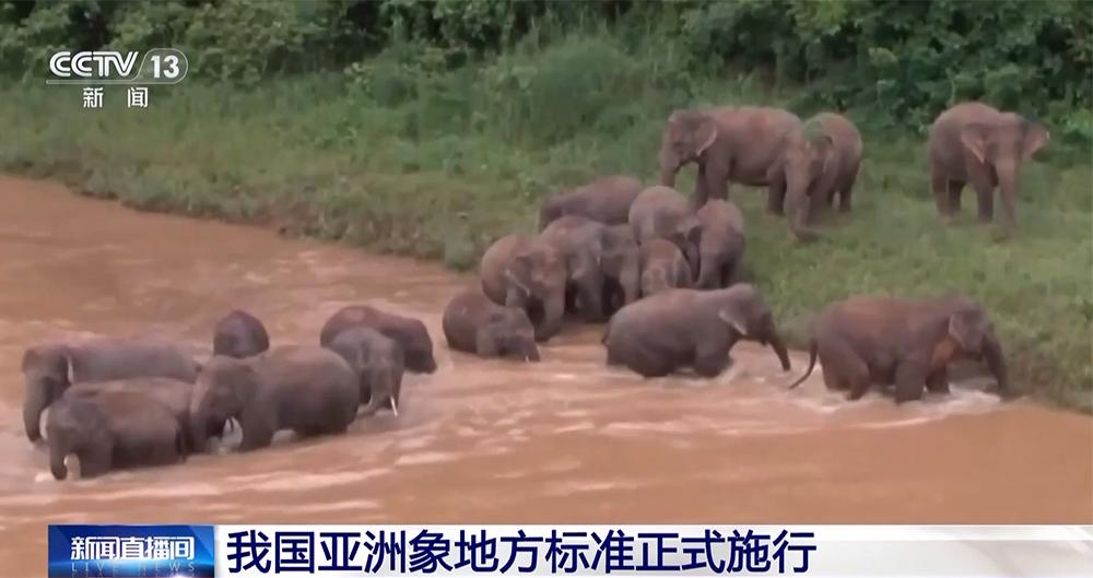 云南五项野生亚洲象保护地方标准施行