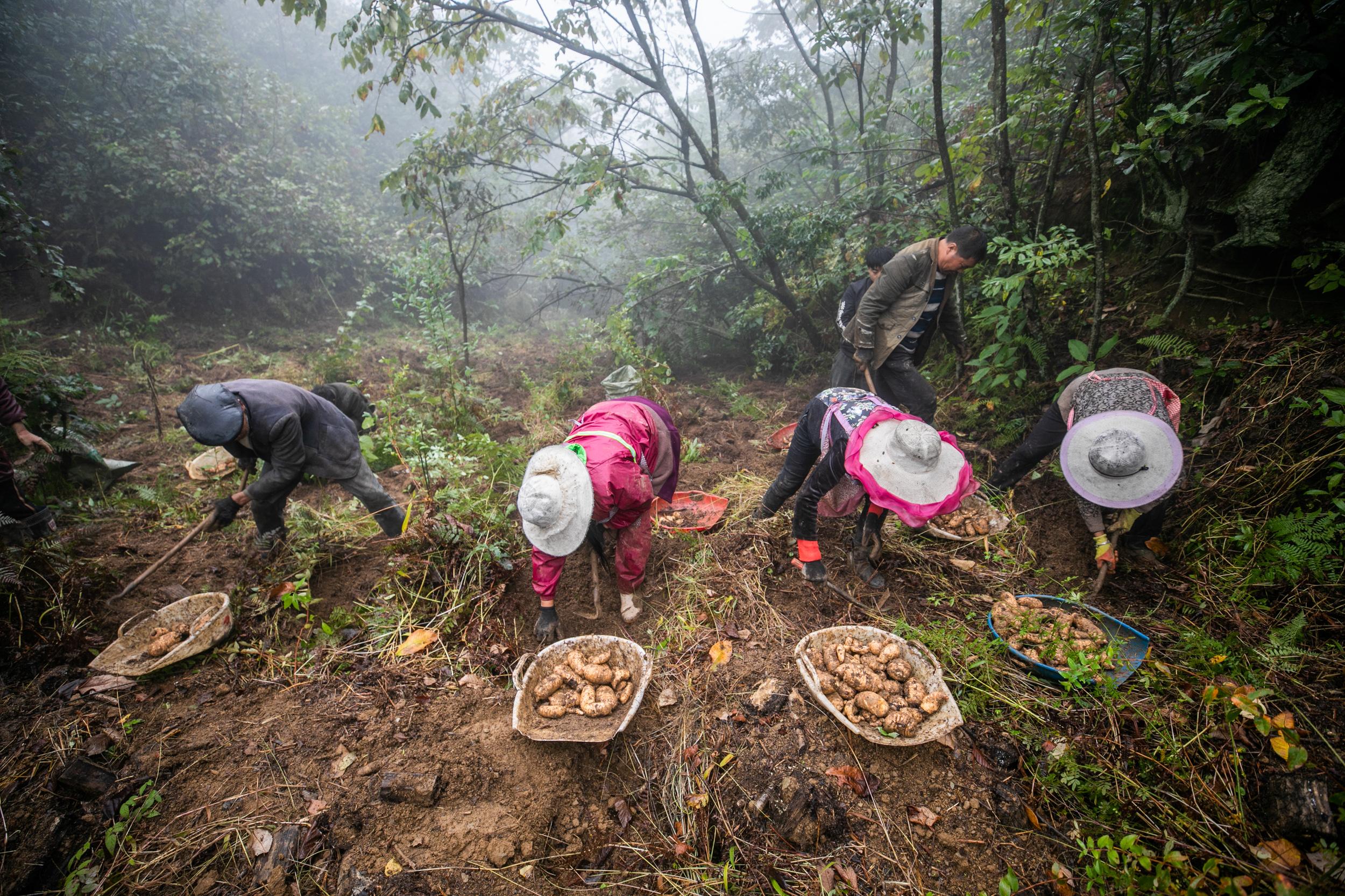 兴仁薏仁米,修文猕猴桃,镇宁蜂糖李……越来越多的贵州好品风靡中外