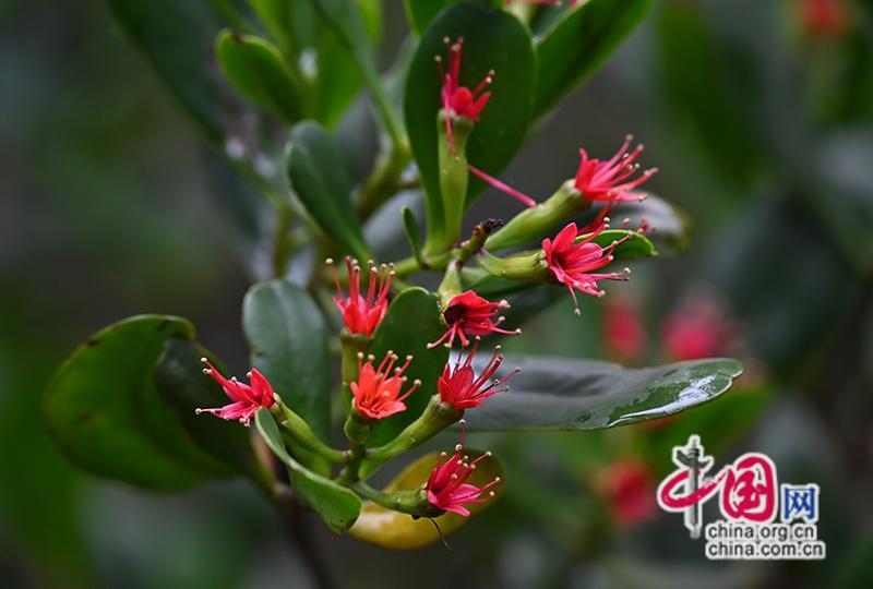 到东寨港自然保护区看红树林 珍稀植物红榄李开花了