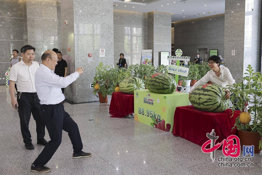 第36届北京大兴西瓜节开幕 177.9斤“瓜王“现场亮相