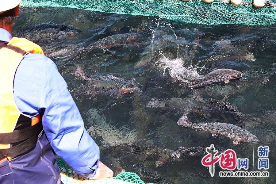 冷水鱼造就“热”产业、“黑珍珠”绽放异彩 青海海南州特色养殖赋能乡村振兴