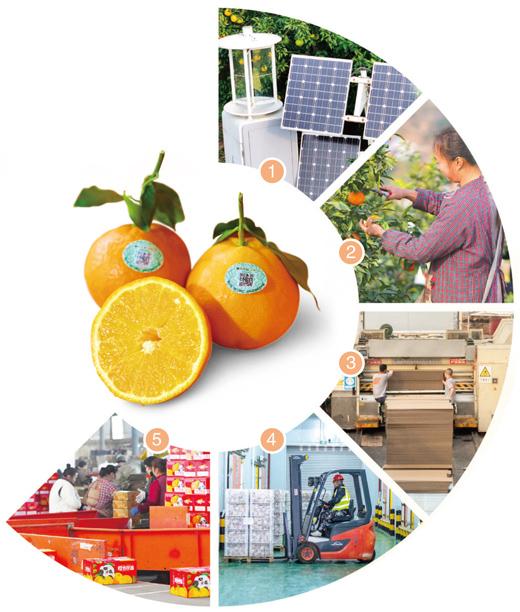 橙子有了“碳标签” 绿色低碳农产品成了紧俏货