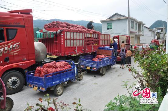 湖南永顺松柏镇:遍地瓜果累累 乡村振兴庆丰收