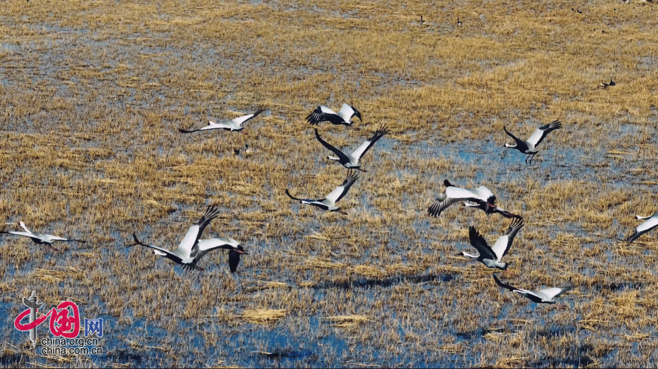 生态修复绽放生机,河北沧州南大港候鸟栖息地申遗成功