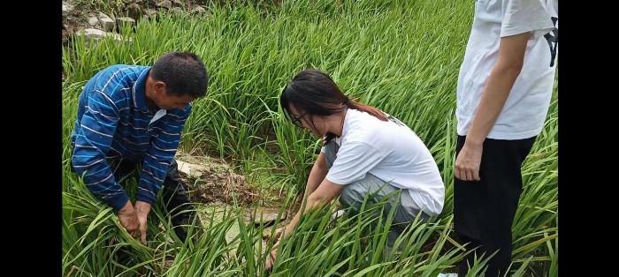 稻田里的重逢，梦回往昔与已故父亲的温馨对话