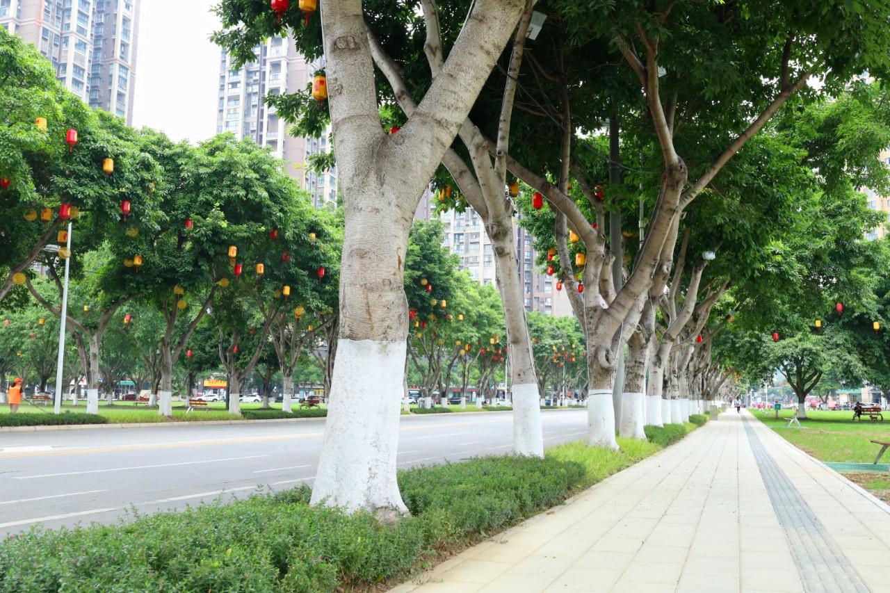 完美电竞行道树树根凸起成隐患！四川德阳探索让行道树既美观又安