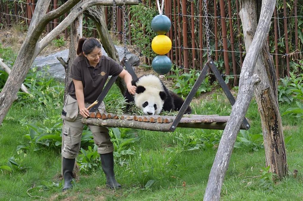 比利时天堂动物园：大熊猫，打开了解中国的“门”