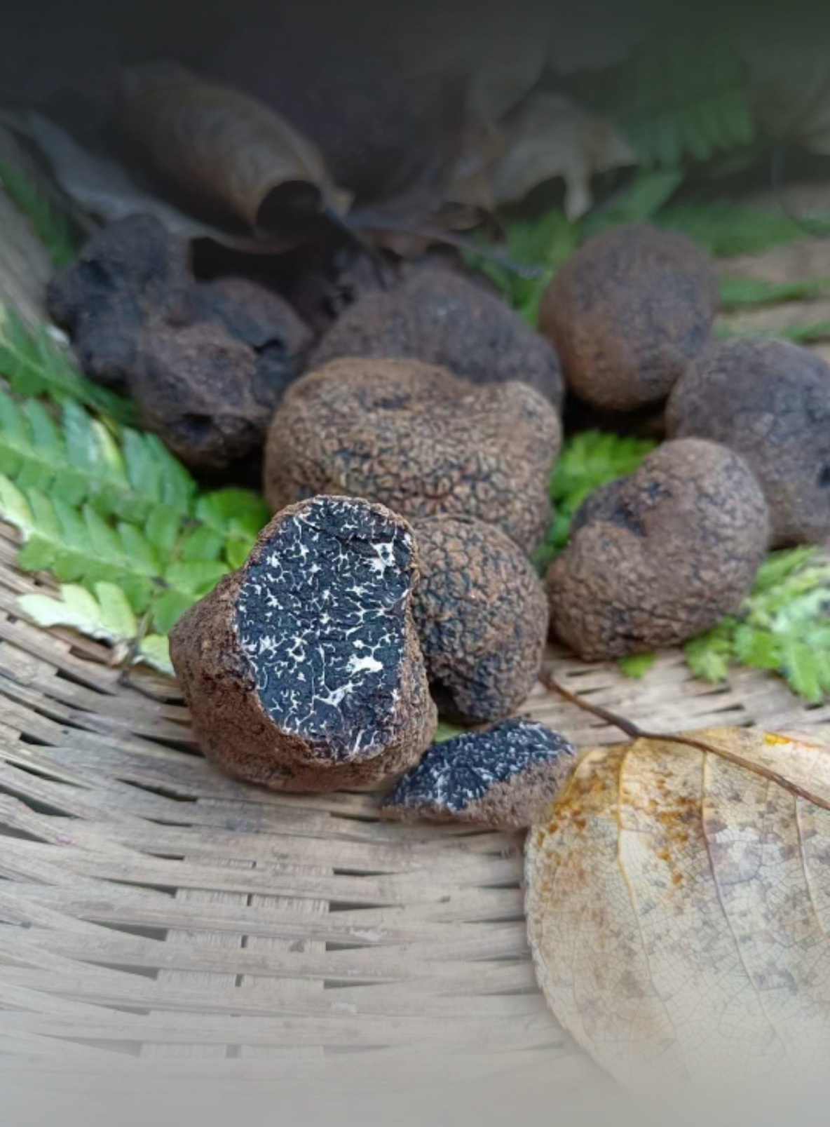 黑松露是什么 food.china.com.cn