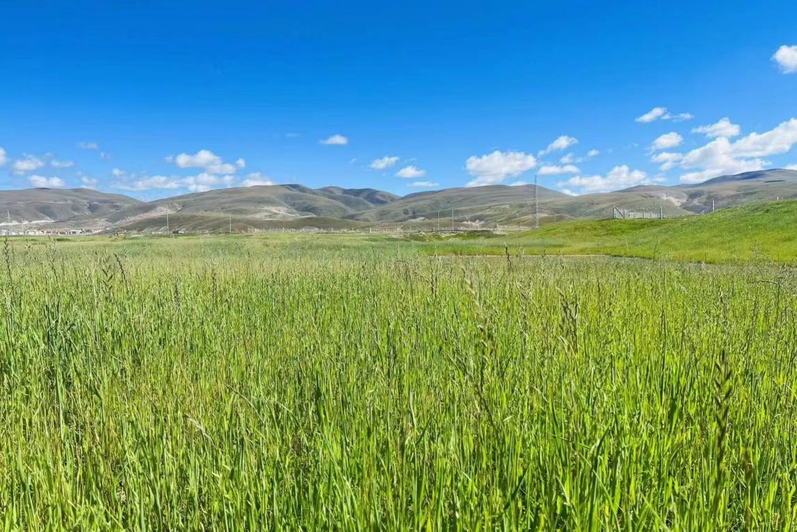 四川甘孜向绿而行青青草原绘就生态新图景