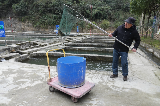 瀘州古藺縣箭竹苗族鄉(xiāng)虹鱒魚成春節(jié)餐桌新寵