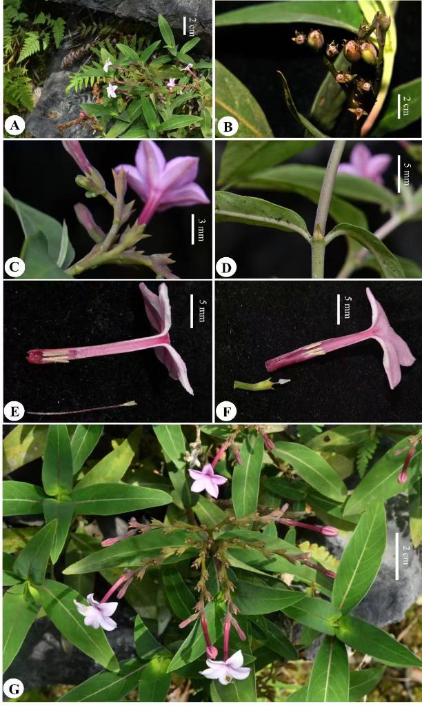 廣西發(fā)現(xiàn)螺序草屬植物新物種“蝎尾螺序草”