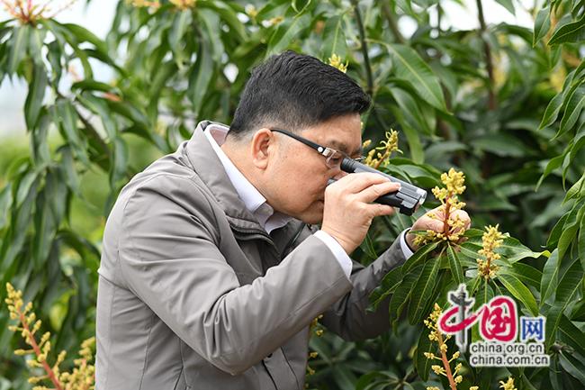 两会共话发展新优势丨陆弟敏代表：强化开云体育入口科技赋能 百色芒果飘香(图2)