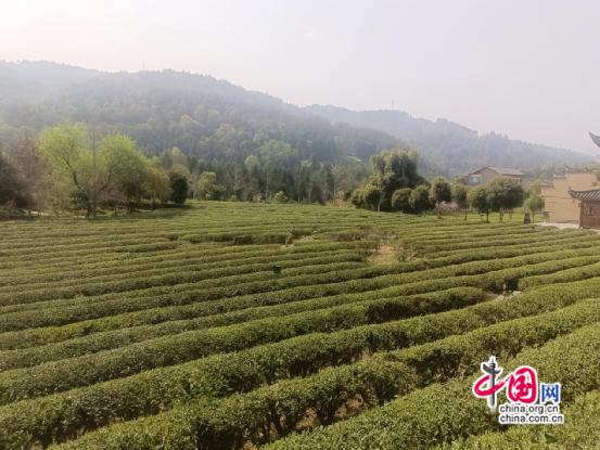 新葡萄娱乐下载湖南古丈：茶旅融合茶飘香 绘就振兴新画卷(图2)