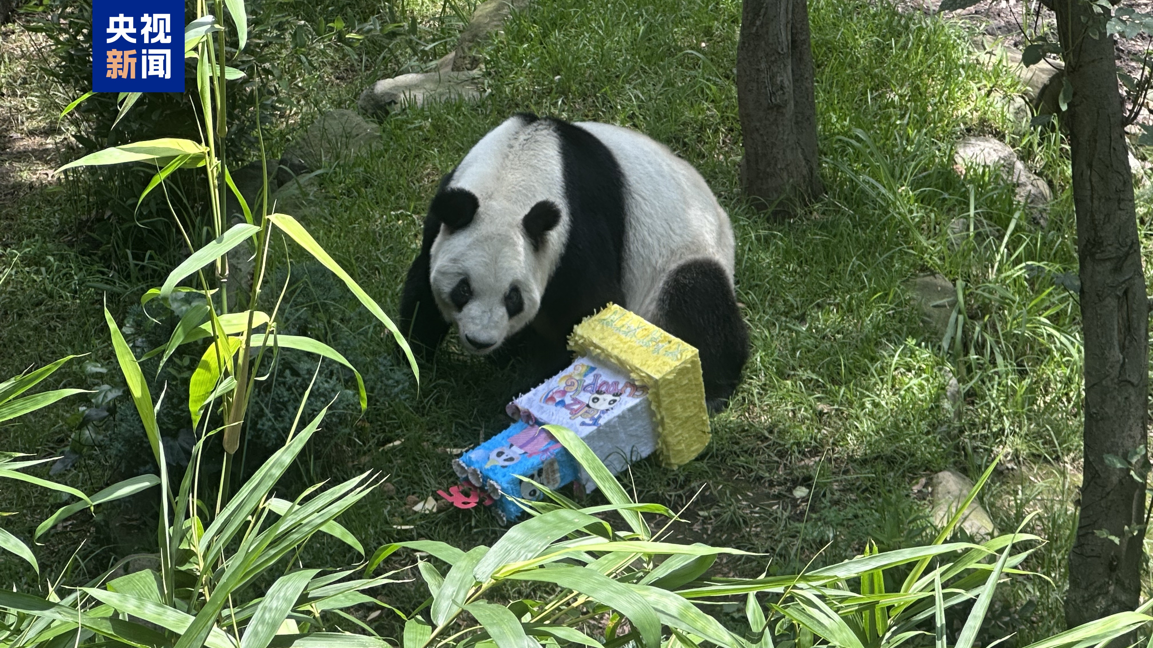 最长的巨型熊猫“ xinxin”在墨西哥城庆祝