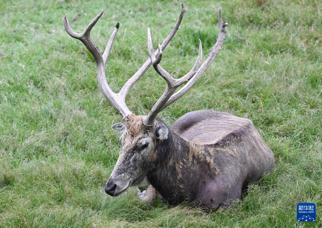 麋鹿"回家"40载 从本土灭绝到呦呦鹿鸣