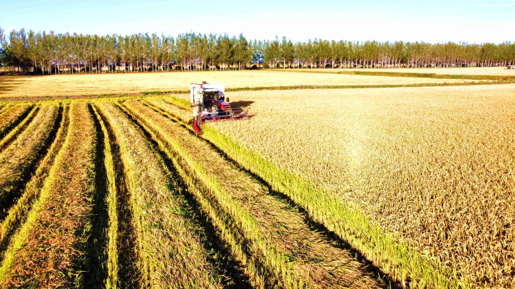 订单到田头 增收有“甜头”——黑龙江发展“定制农业”见闻