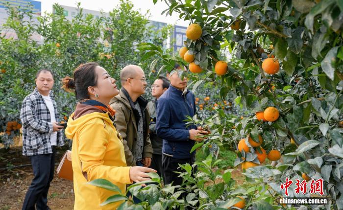 广西搭建秋冬水果产销对接桥梁 助力&ldquo;桂果&rdquo;畅销全国