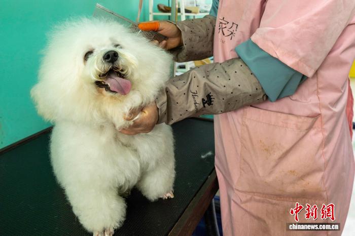 从马戏之乡到萌宠之都 皖北宿州&ldquo;掘金&rdquo;宠物经济