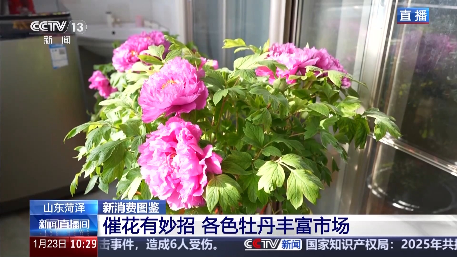 国色“添香” 牡丹花成村民“致富花”_中国网