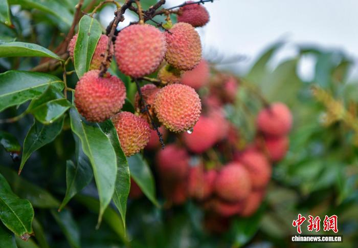 海南产经新观察：让“海南鲜品”叫得响、立得住、走得远(图2)