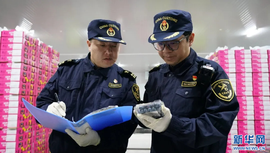 云南蓝莓实力出圈高原“蓝”海里的共富密码(图5)