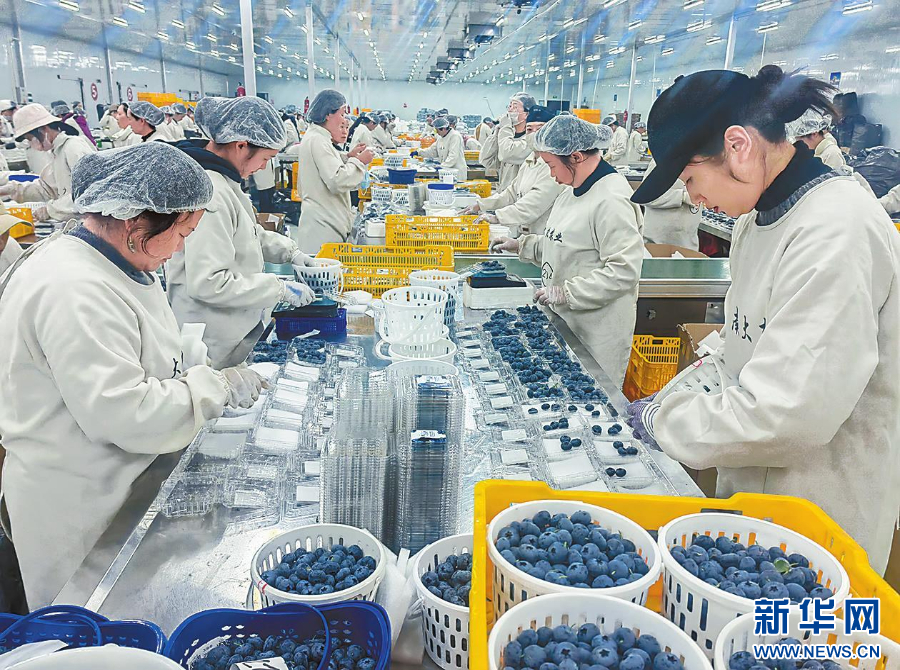 云南蓝莓实力出圈高原“蓝”海里的共富密码(图2)