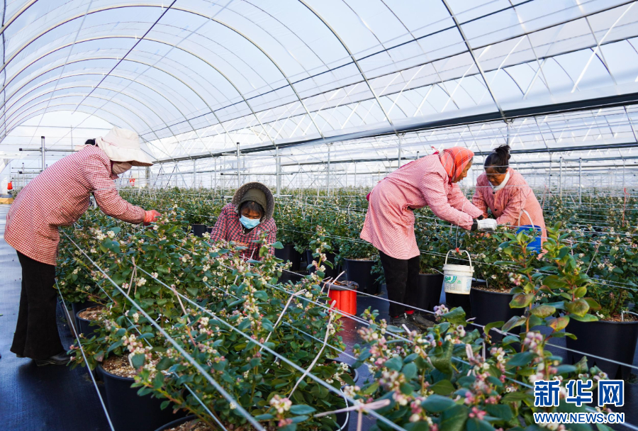 云南蓝莓实力出圈高原“蓝”海里的共富密码(图3)