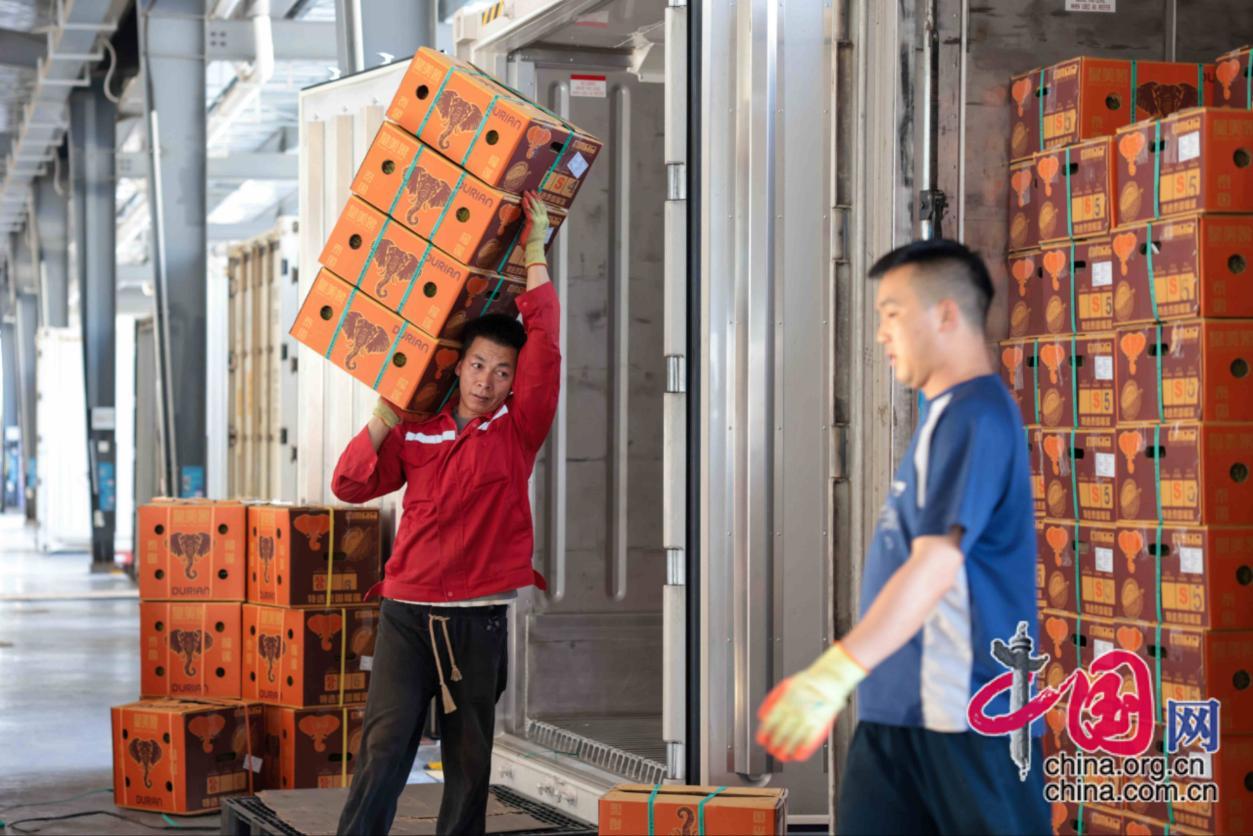 黄金通道效应凸显！中老铁路助力实现“榴莲自由”(图1)