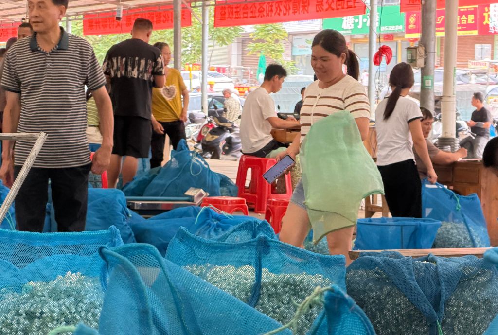 
南京脑科医院顾苏皖医生黄牛预约代挂号电话横州茉莉灾后复产调查：花香渐返 蓄势重振